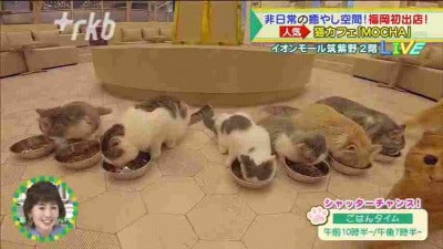 中継】東京発の人気＆おしゃれ「猫カフェ」 - RKBオンライン