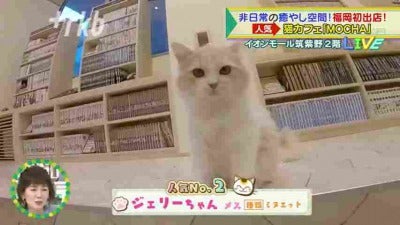 中継】東京発の人気＆おしゃれ「猫カフェ」 - RKBオンライン