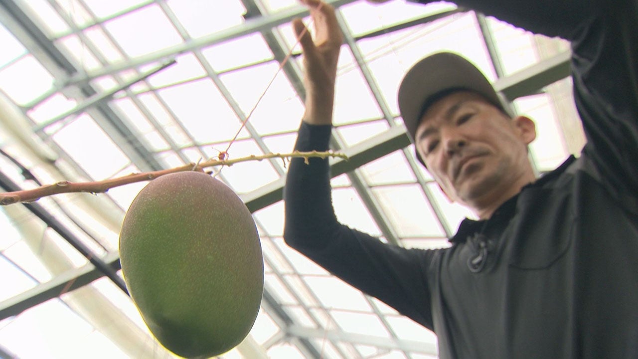 マンゴー 完熟宮崎マンゴー 宮崎県産 3Lサイズ 2玉 : 産直