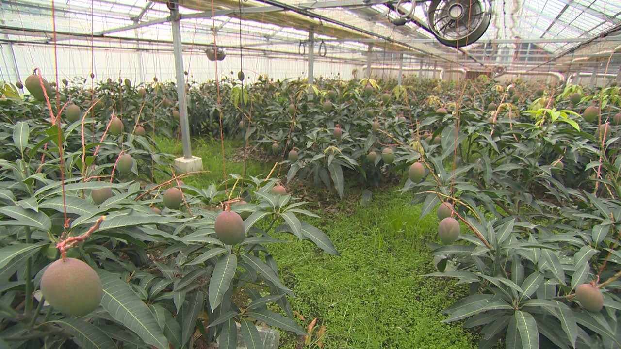 希少種！宮崎マンゴー 新ブランド - RKB毎日放送