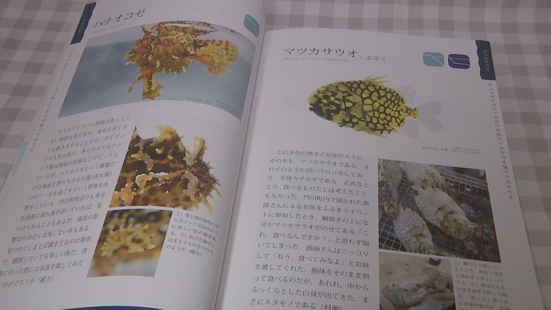 うおっ！お魚博士の魚図鑑 - RKB毎日放送