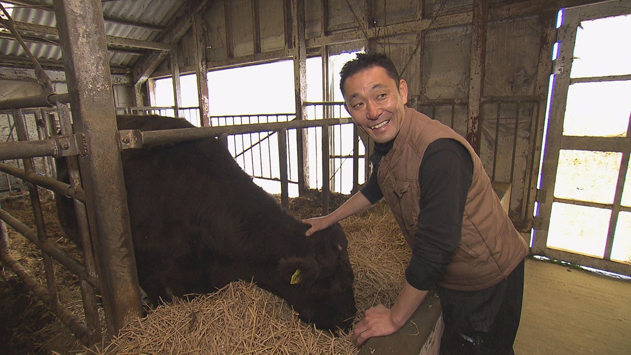私たち山頂育ち！自然放牧和牛 - RKBオンライン