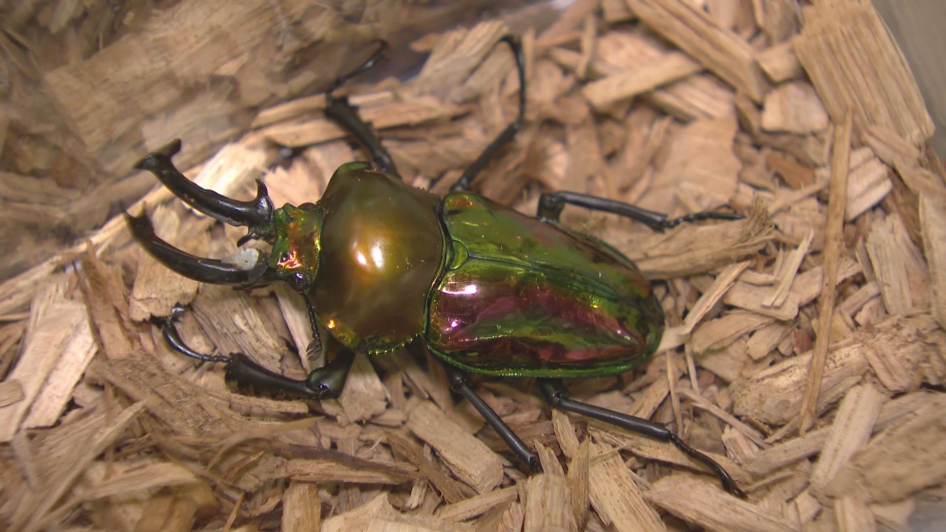 キャナルシティ 人気 昆虫マット