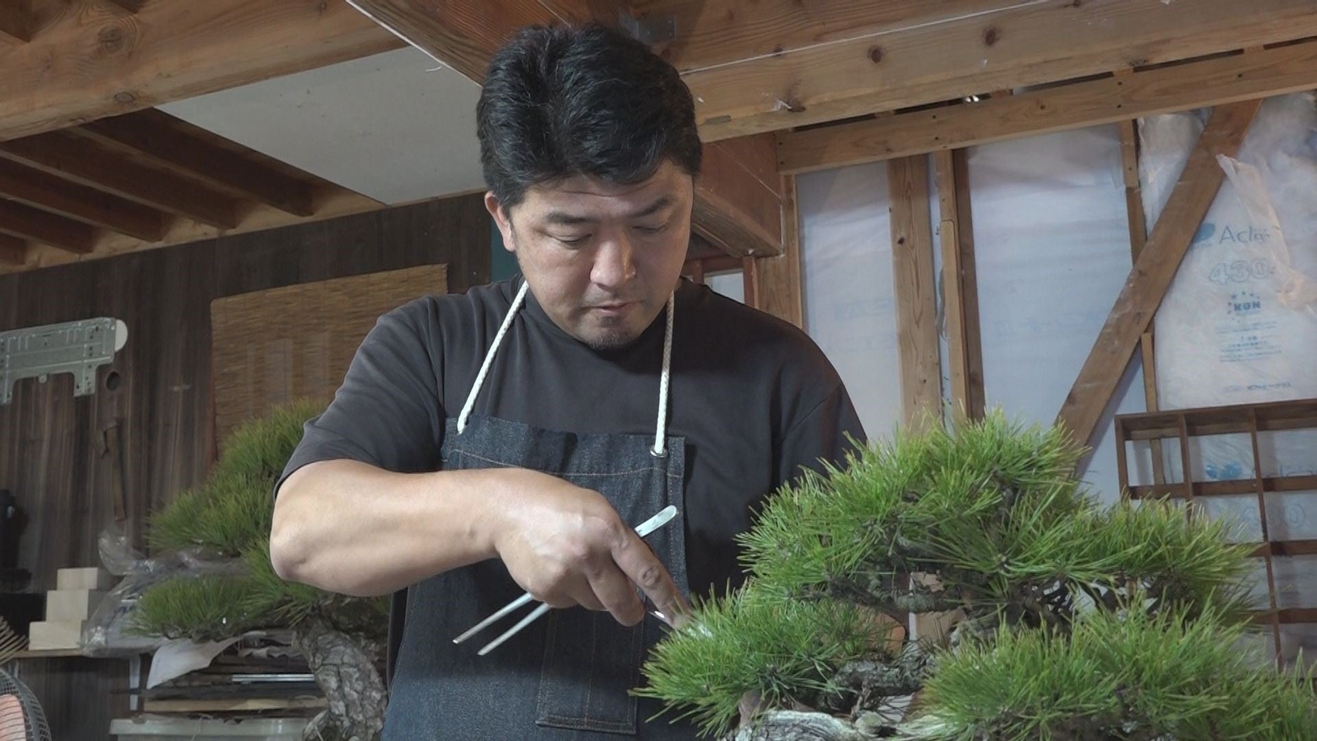 Orthopedic pruning to decorate black pine [Bonsai Q] - YouTube