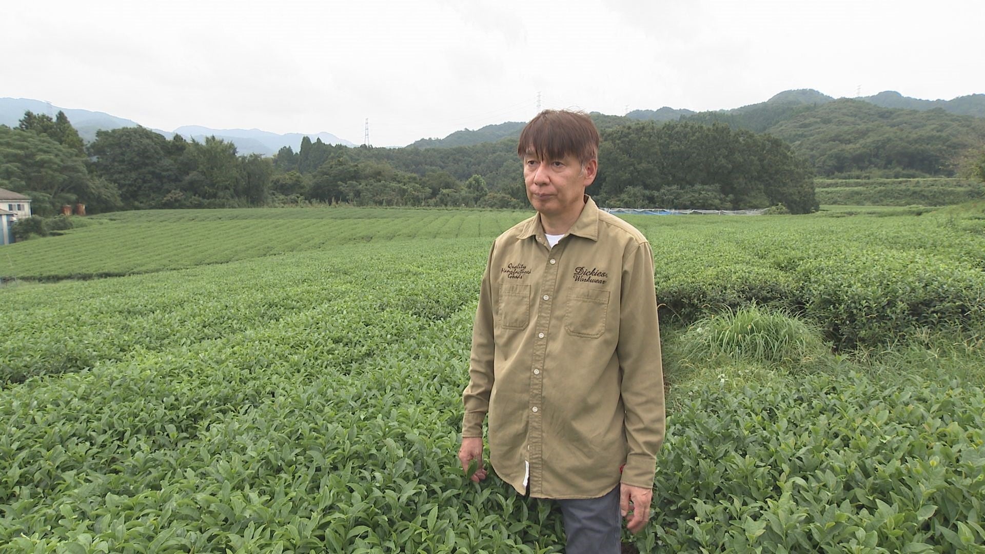 世界が注目！有機緑茶の魅力 - RKBオンライン