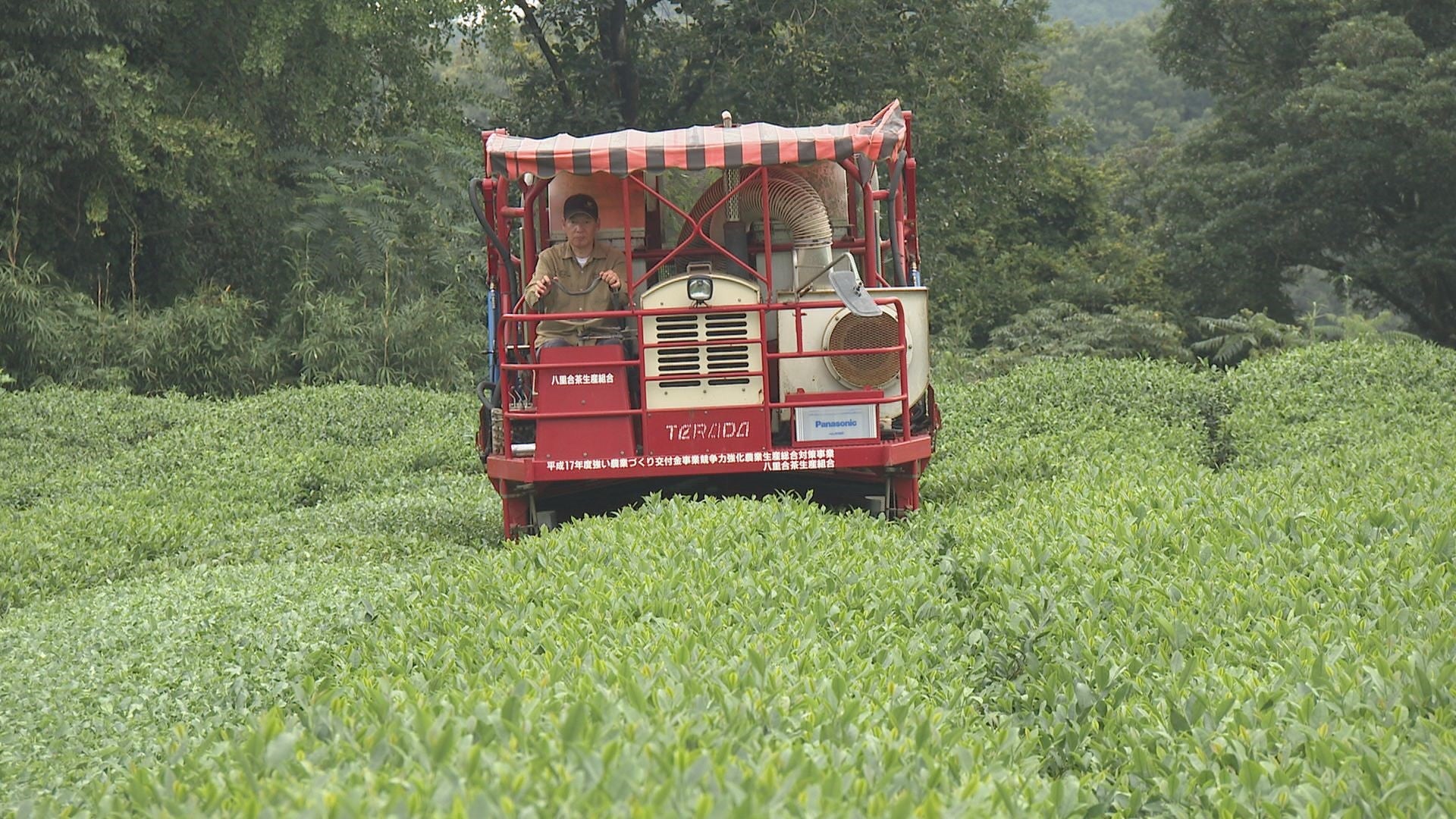 世界が注目！有機緑茶の魅力 - RKBオンライン