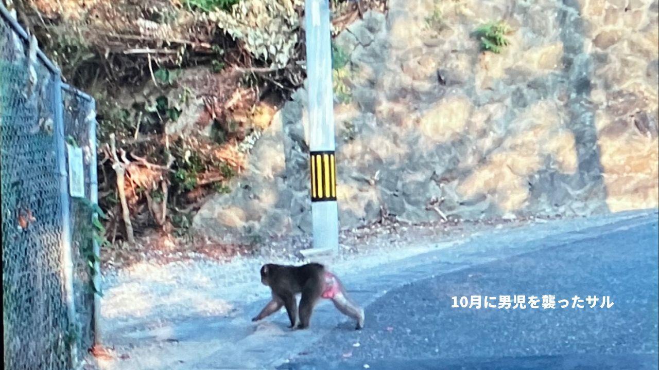 サルに襲われ6歳男児がけが 9月以降被害相次ぐ地域でまた なぜ子供