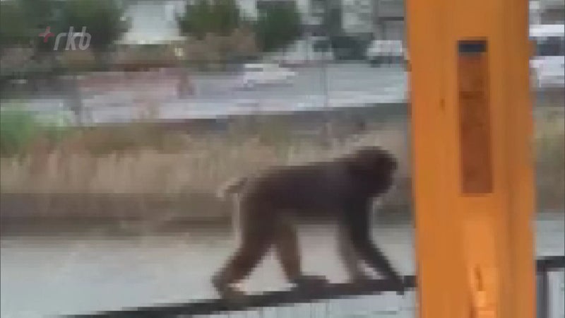 【映像あり】「思ったより大きく怖い」「警察に電話しよう」子供が狙われる“襲撃事件”相次ぐ中、ベランダを訪れたサルを撮影 RKBオンライン