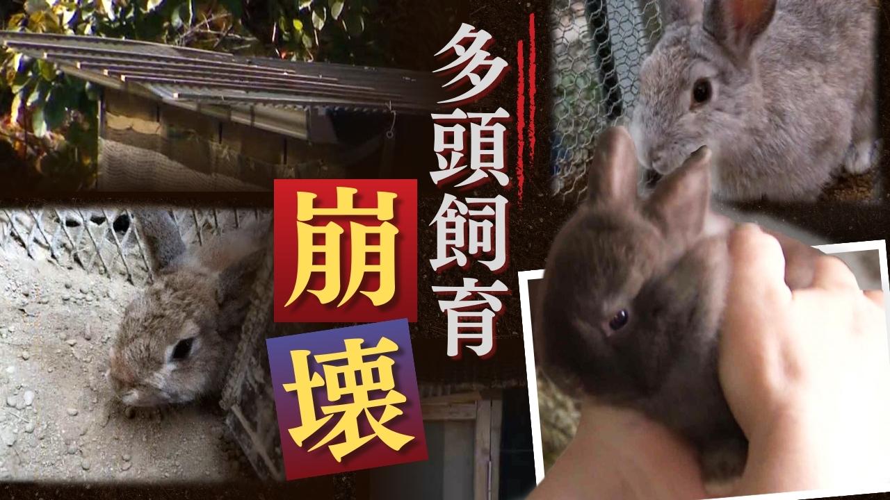 痩せ細り糞便だらけ、奇形、多頭飼育崩壊…小学校のウサギ小屋の