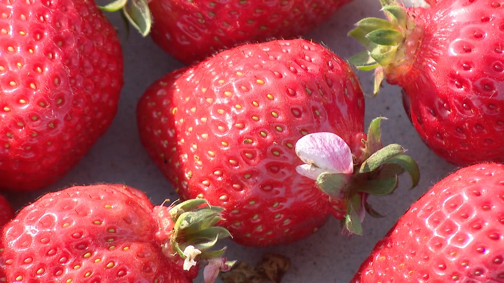 高級イチゴ「あまおう」に迫る2025年問題 同じ味のイチゴが