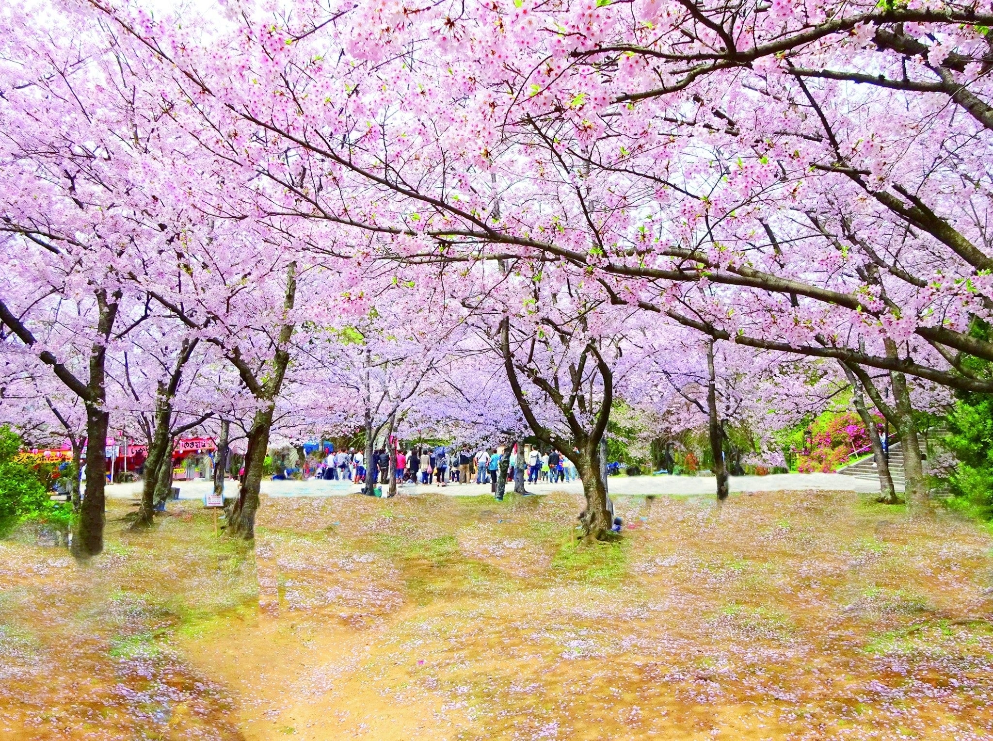 日本さくら名所100選”指定「西公園 さくらまつり」2024年3月20日