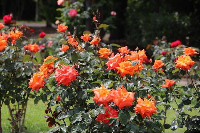 220品種1,800株のバラが見頃（国営海の中道海浜公園） - RKB毎日放送