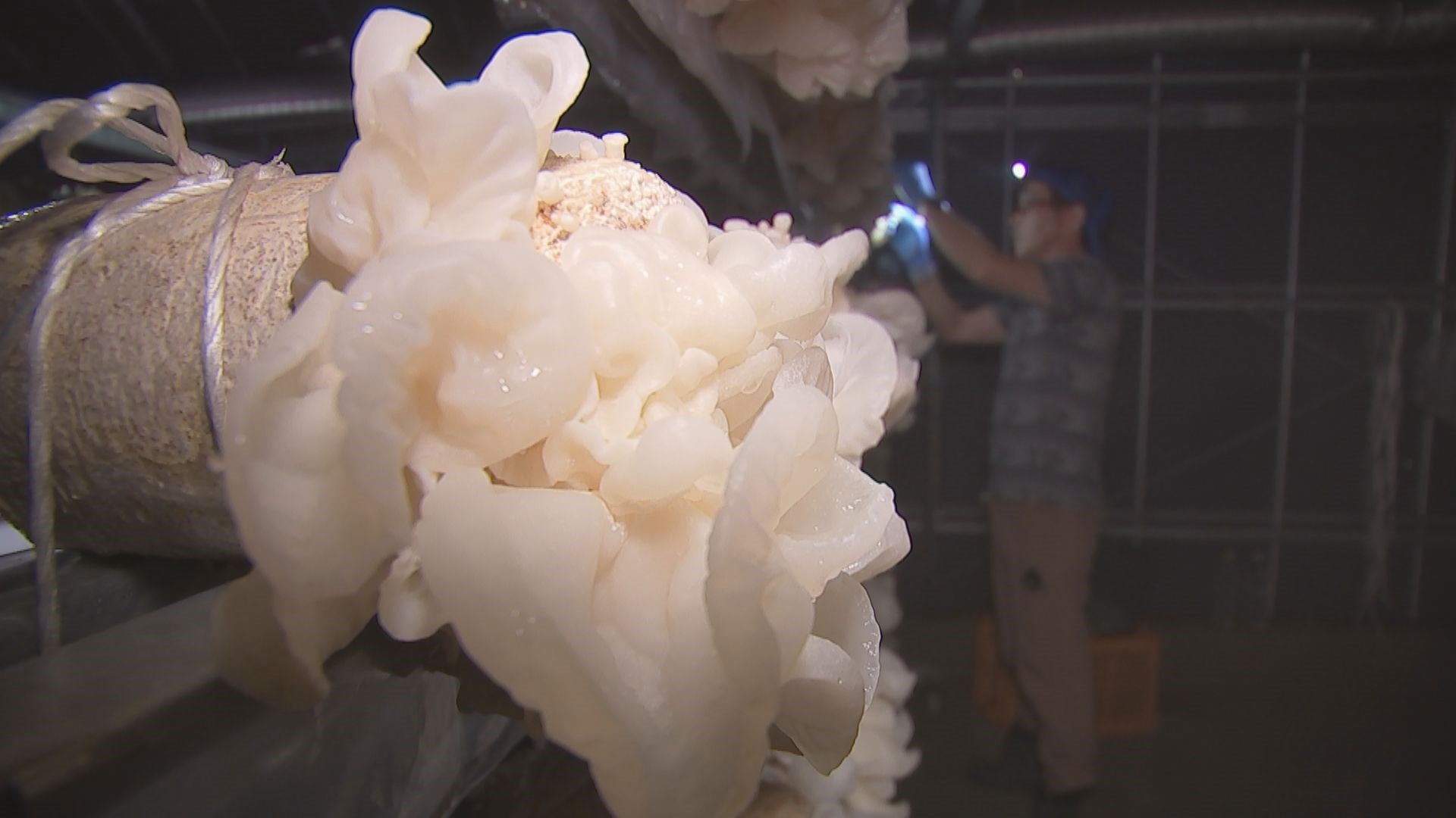 新食材！白いキクラゲの秘めたパワー - RKB毎日放送