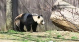 スミソニアン動物園にいたパンダ