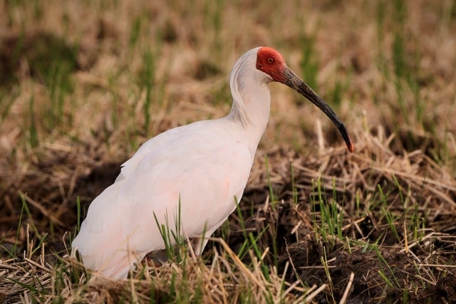 中国、漢　鳥 吉祥の鳥”トキの繁殖で日本と中国が協力し合えるものとは？ - RKB毎日放送