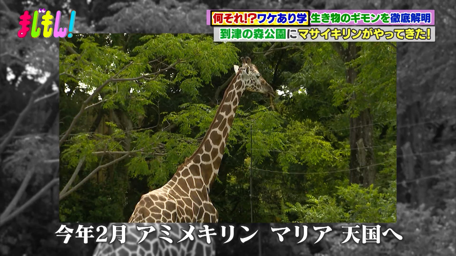動物や海の生き物の“なぜ”を解明！～福岡の動物園編「到津の森公園