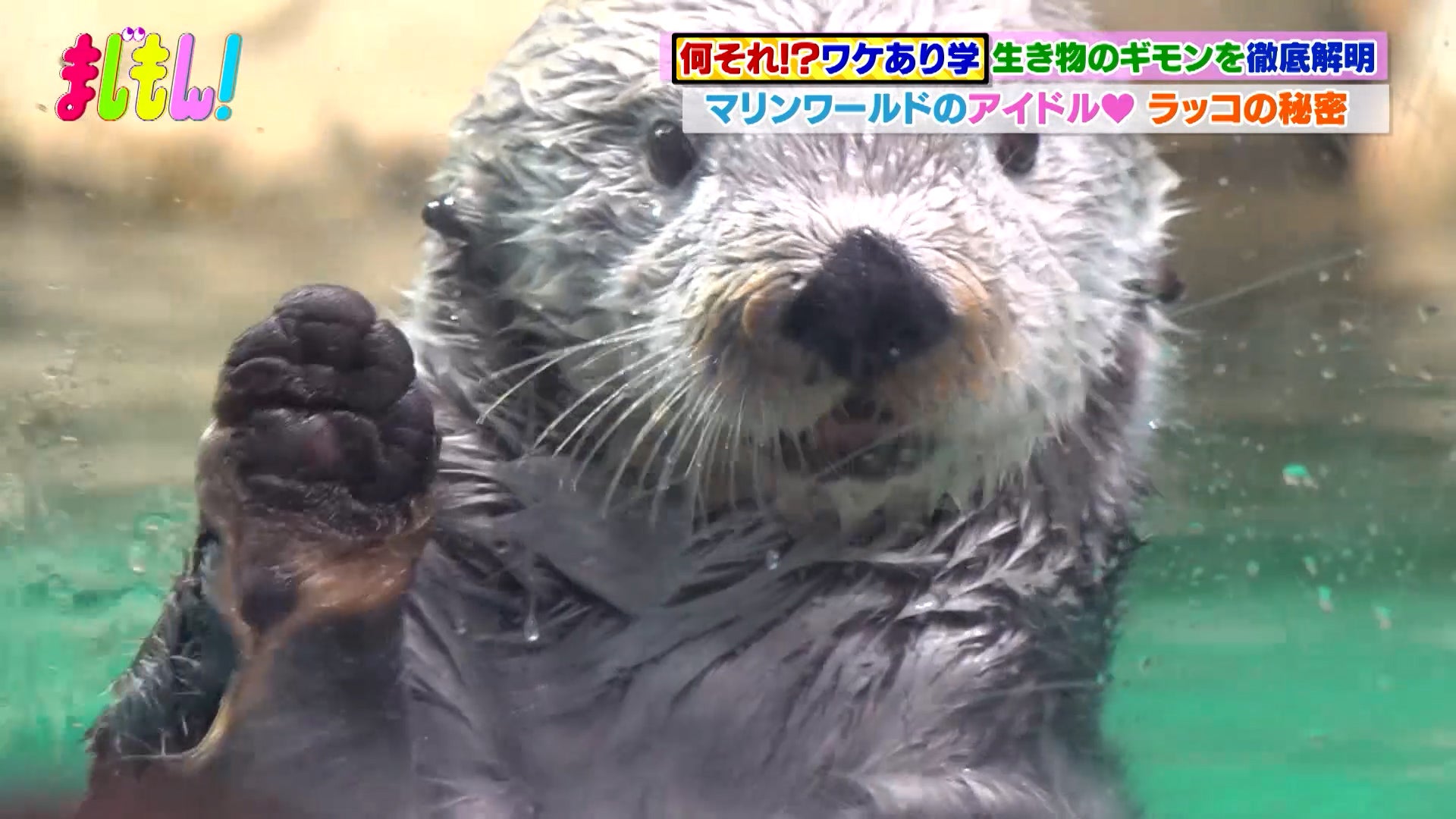 動物や海の生き物の“なぜ”を解明！～福岡の水族館編「マリンワールド海の中道」～/何それ!?ワケあり学 - RKBオンライン