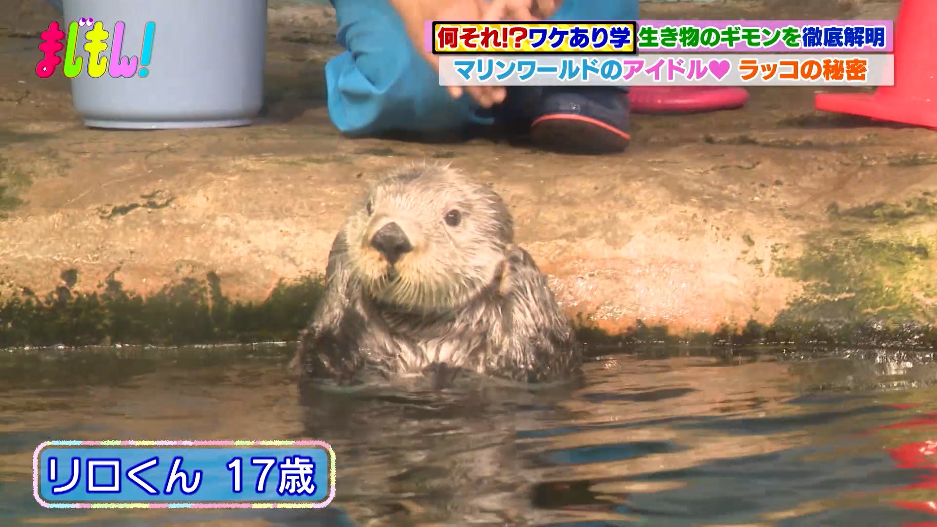 動物や海の生き物の“なぜ”を解明！～福岡の水族館編「マリンワールド海の中道」～/何それ!?ワケあり学 - RKBオンライン