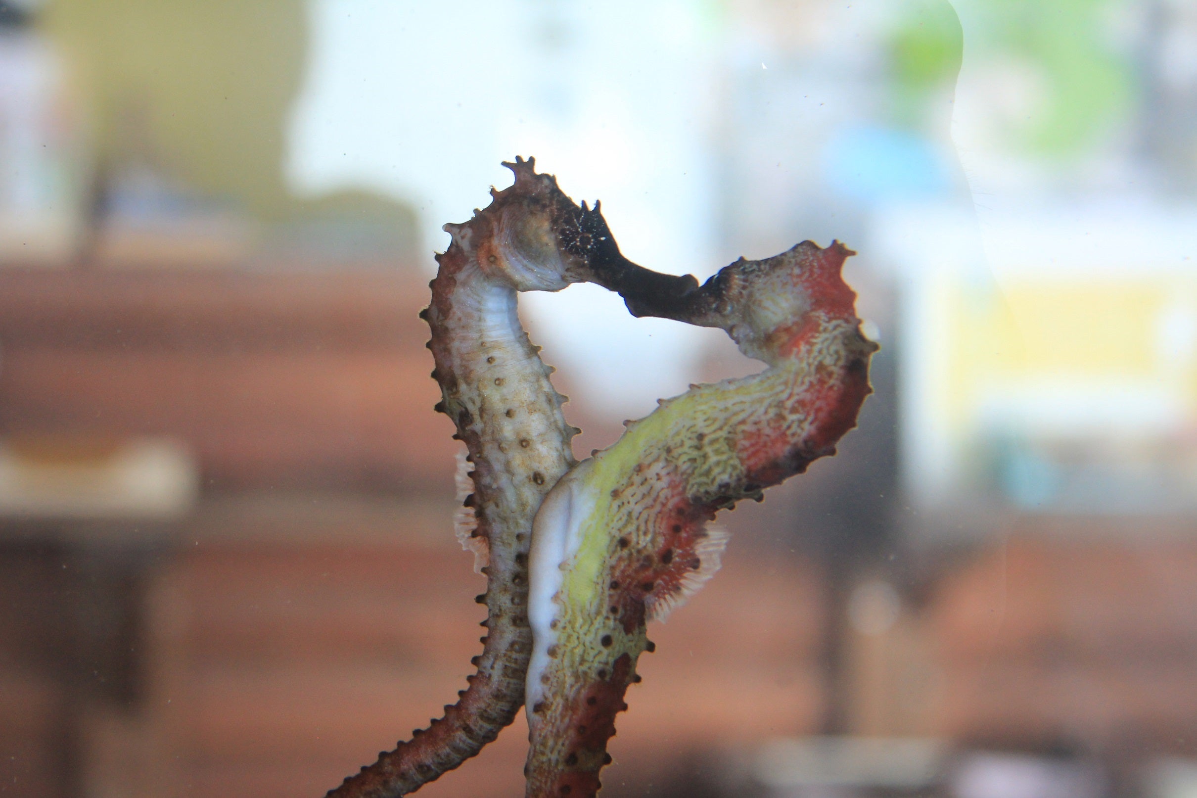 タツノオトシゴ 190376_ext_3_0.jpg?width=800