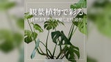 観葉植物で彩る住空間 ～自然がもたらす癒しと快適性～