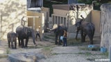 ミャンマーからやってきたゾウ＝福岡市動物園提供