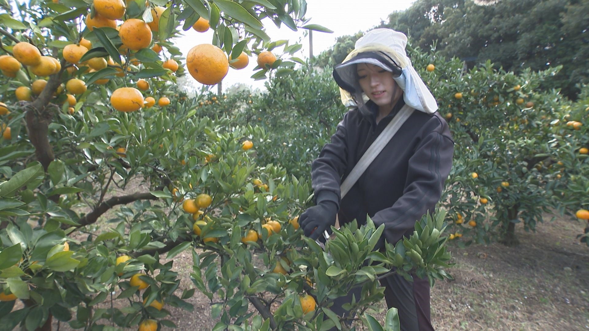 幸をみかん畑で実らせて - RKB毎日放送
