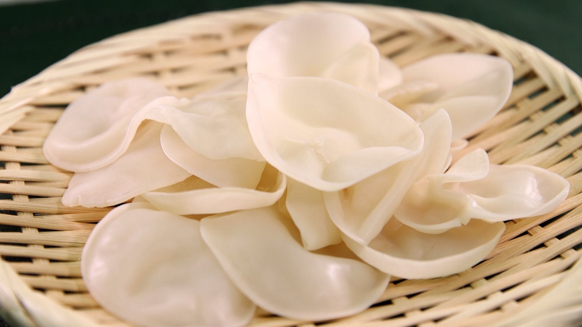 良株怪物３頭系　白肌グラキリス 良株怪物3頭系 白肌グラキリス パキポディウム グラキリス 3頭