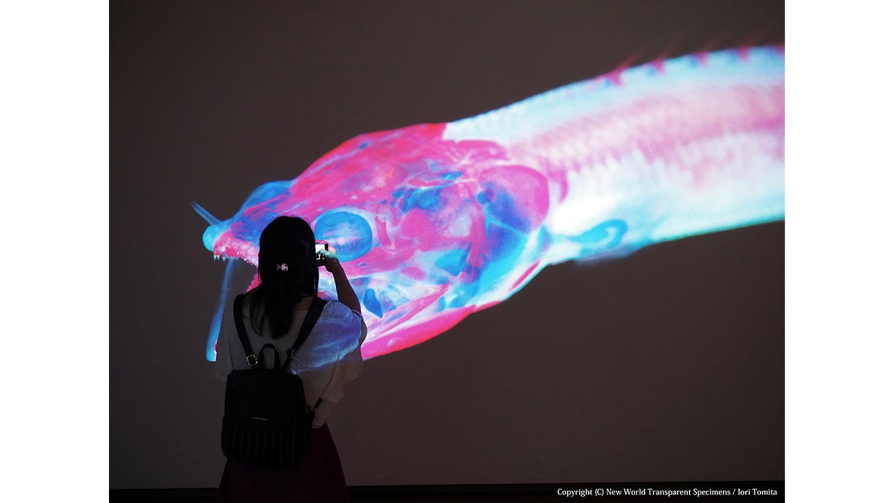 冨田伊織 新世界『透明標本』展 - RKB毎日放送