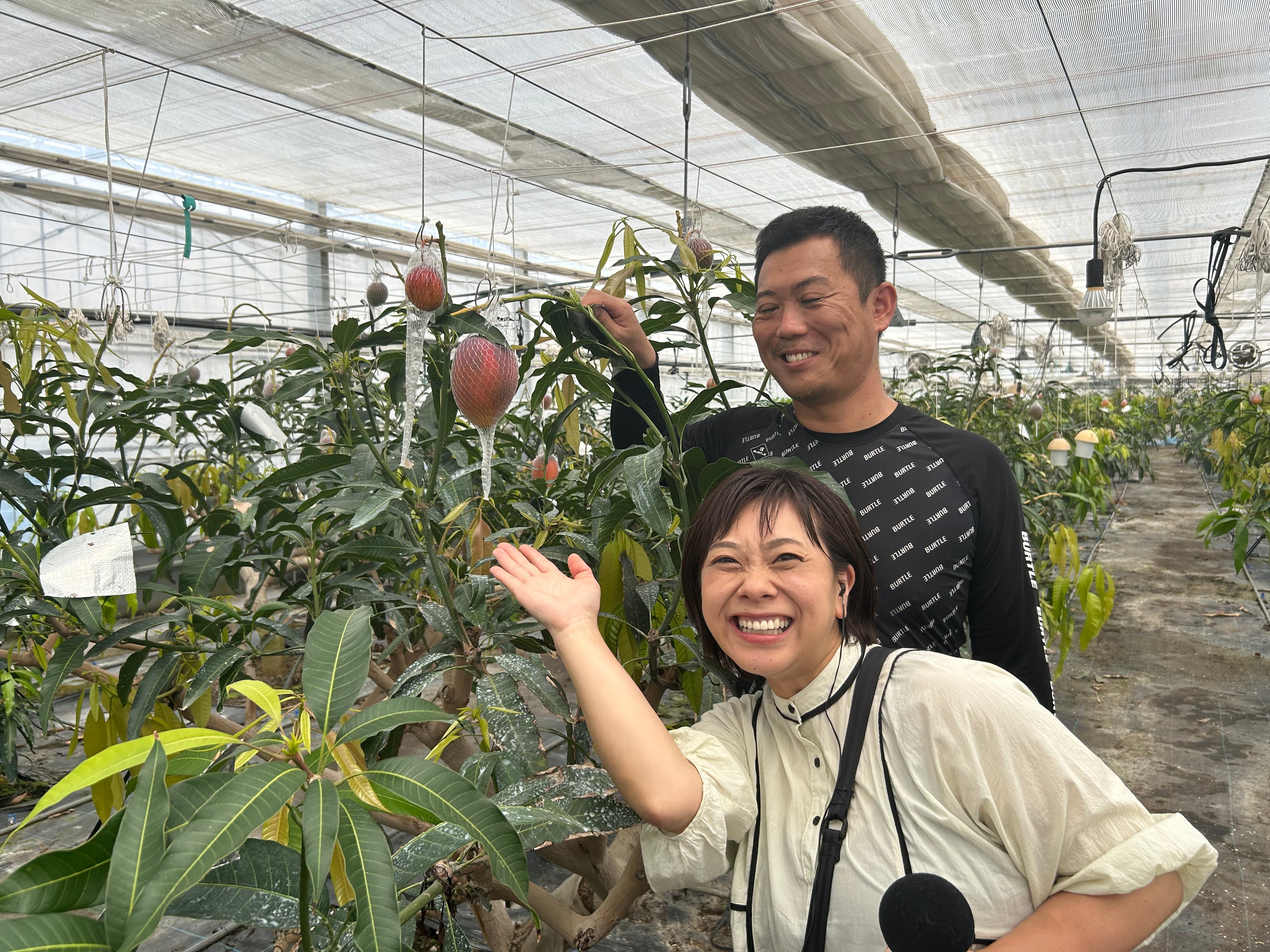 JAたがわ 青壮年部・高木隆一さんのマンゴー 明光院昌子 - RKB毎日放送