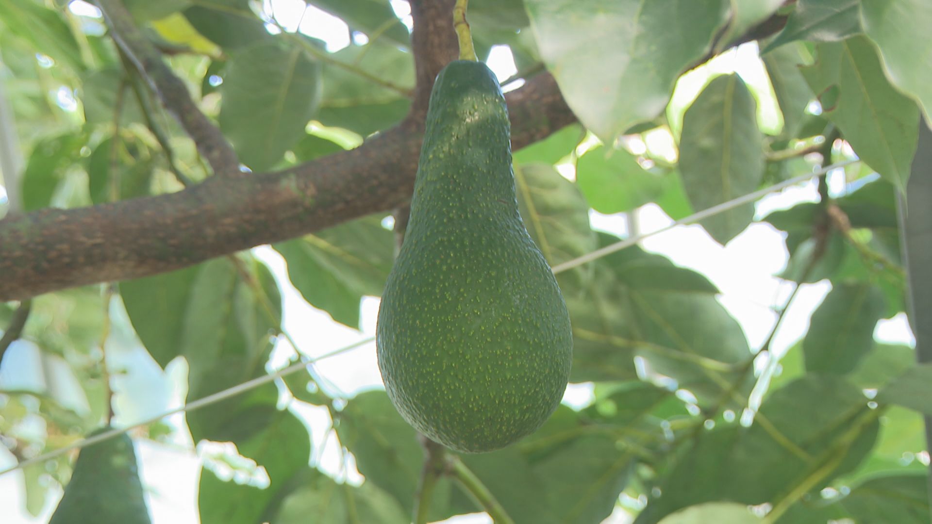 緑の輝き！目指せアボカド王国』 - RKB毎日放送