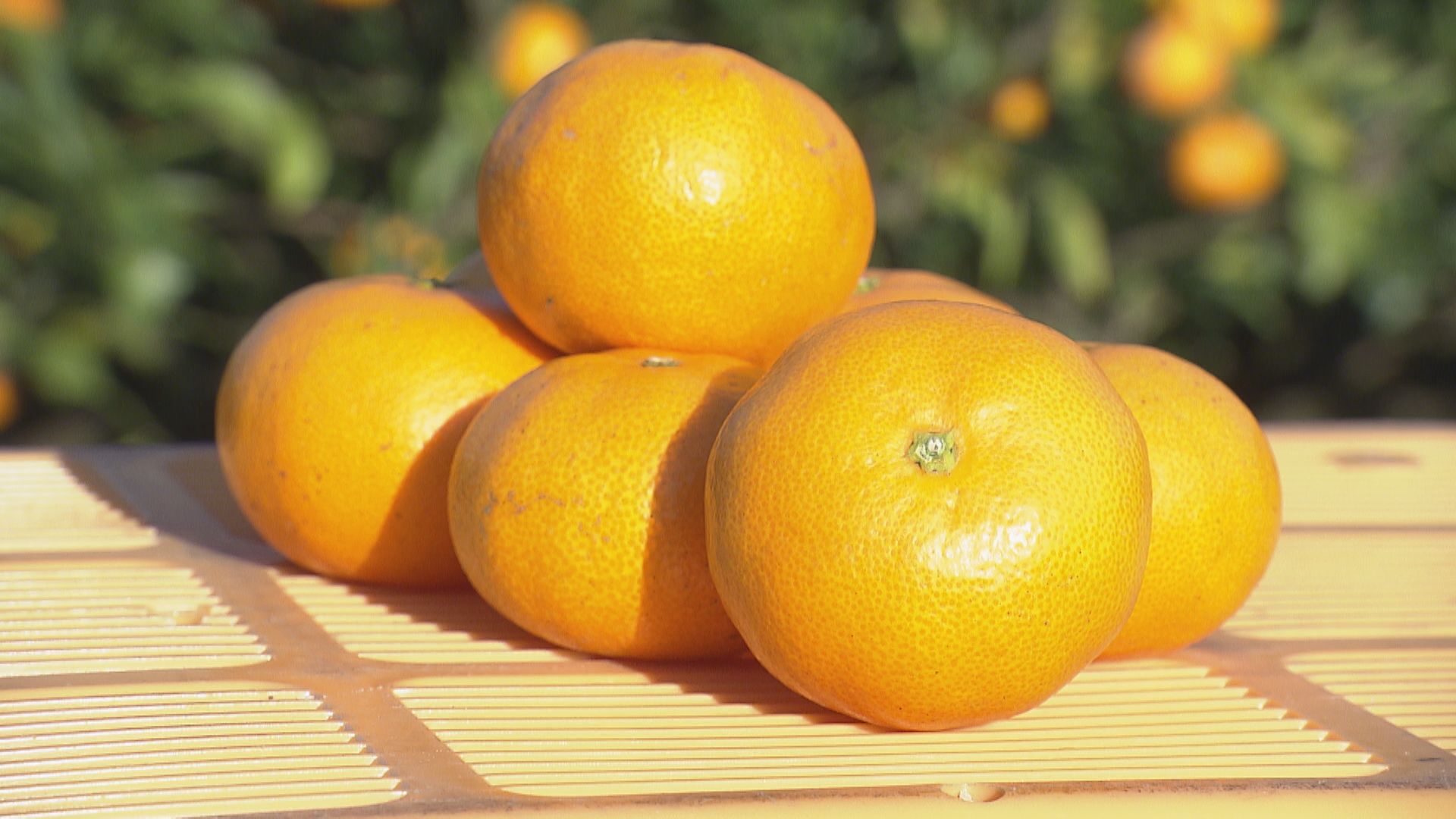 The MIKAN ROAD』 - RKB毎日放送