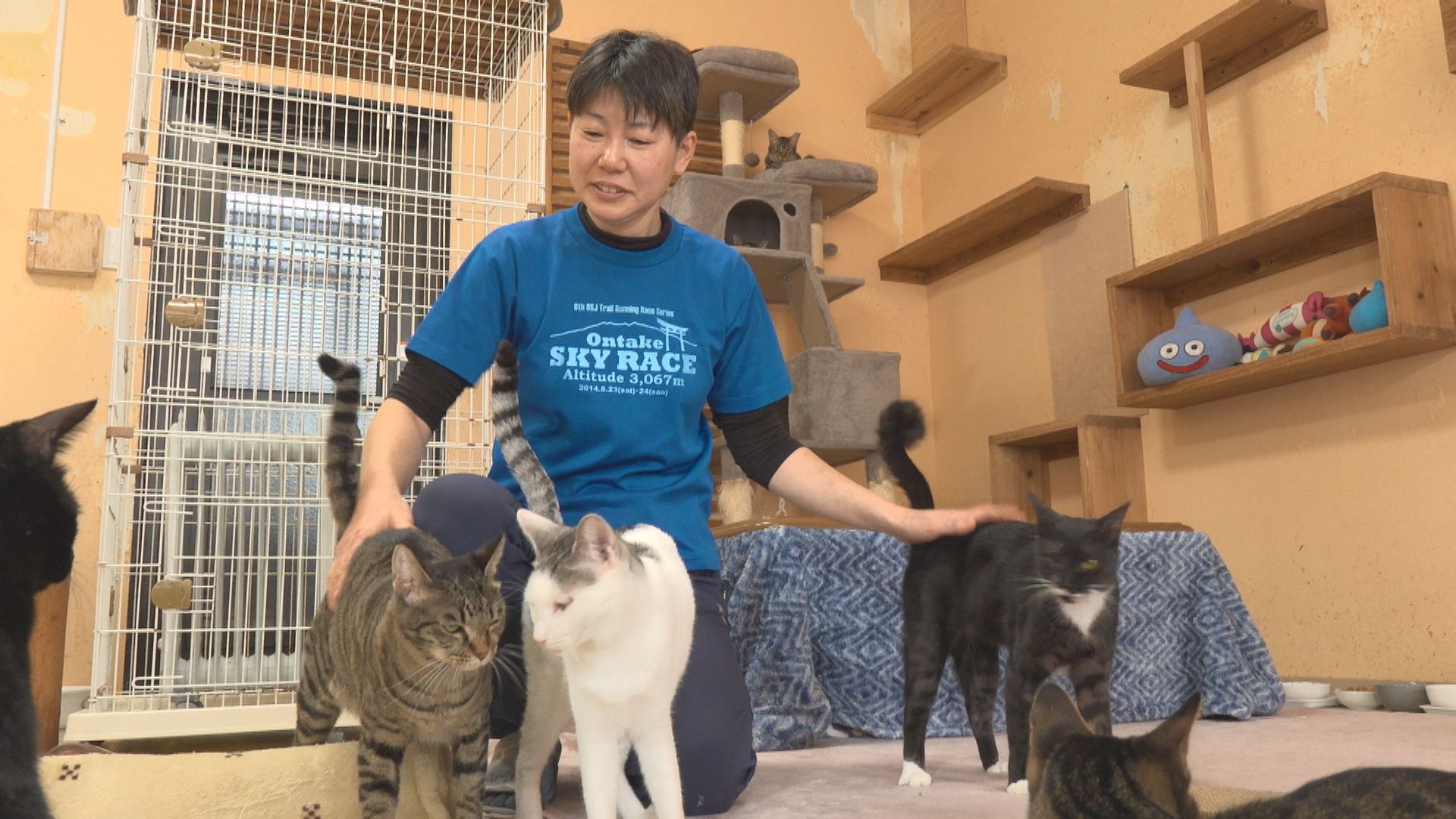 猫と人をつなぐカフェ』 - RKB毎日放送