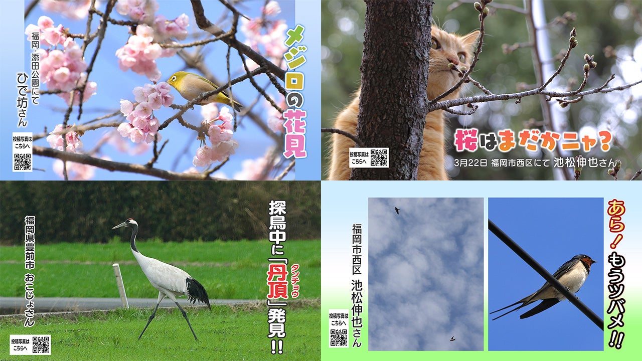 投稿ピクチャーズ：2026年3月13日（金）～3月25日（水） - RKB毎日放送