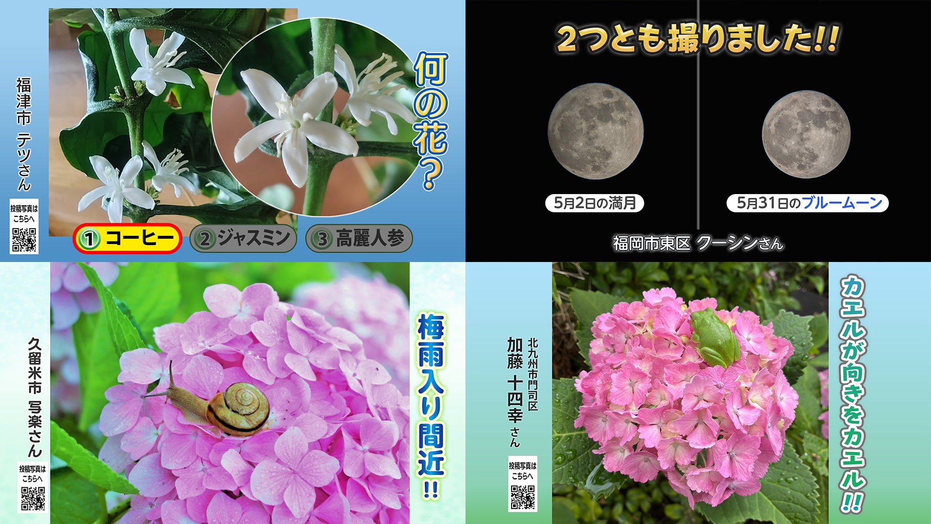 投稿ピクチャーズ：2026年5月21日（木）～6月5日（金） - RKB毎日放送