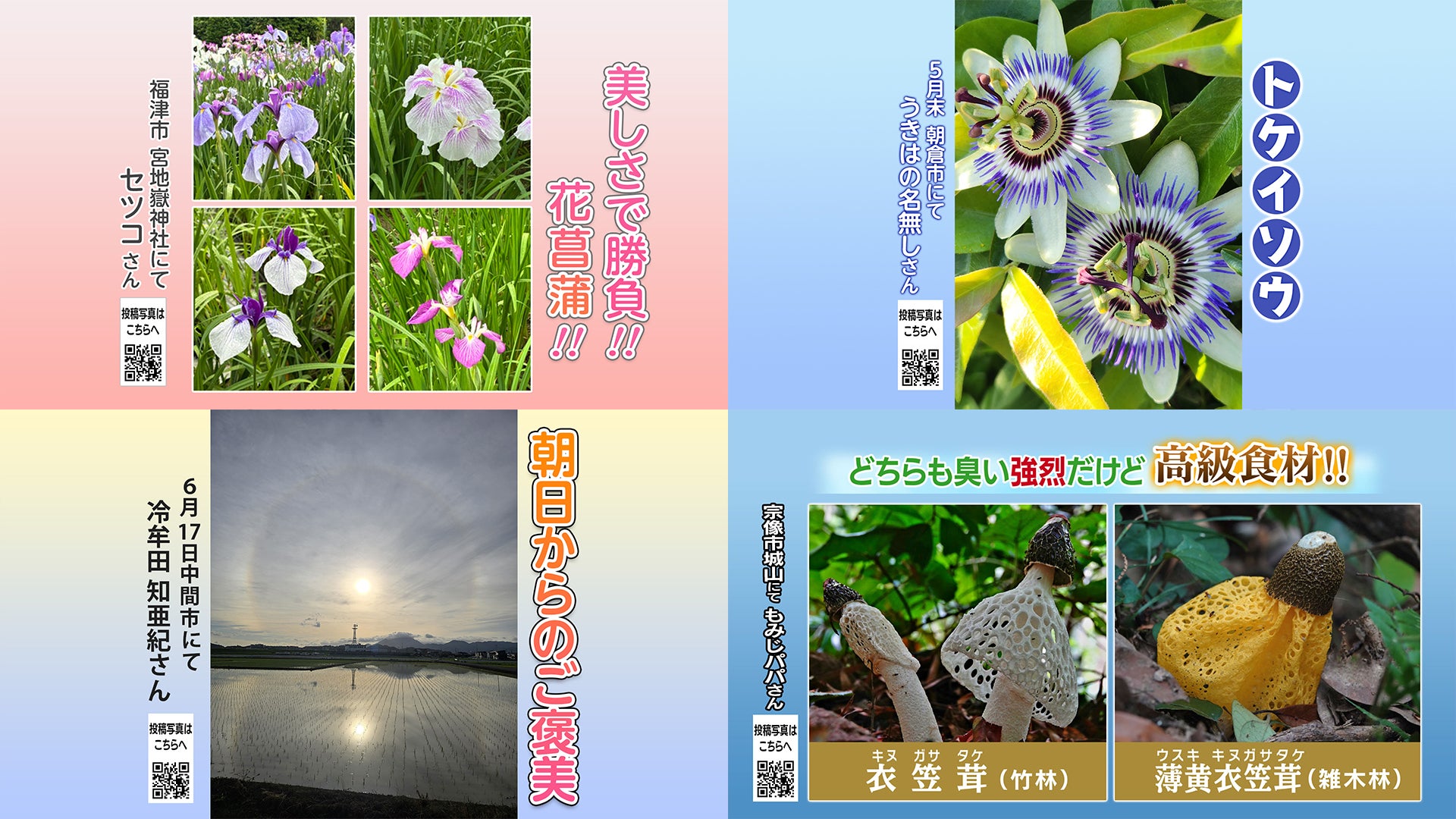 投稿ピクチャーズ：2026年6月5日（金）～6月18日（木） - RKB毎日放送